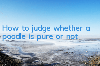How to judge whether a poodle is pure or not