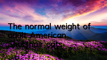 The normal weight of adult American Shorthair cats