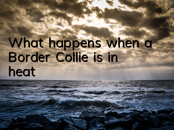 What happens when a Border Collie is in heat?