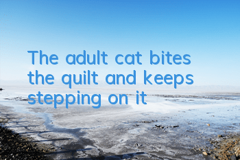 The adult cat bites the quilt and keeps stepping on it