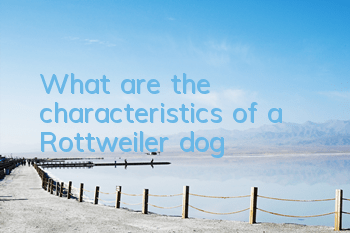 What are the characteristics of a Rottweiler dog?