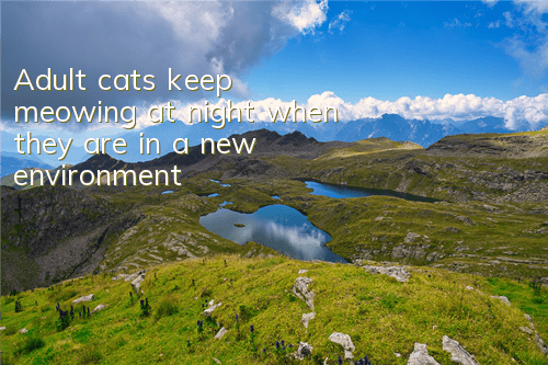 Adult cats keep meowing at night when they are in a new environment
