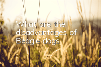 What are the disadvantages of Beagle dogs?