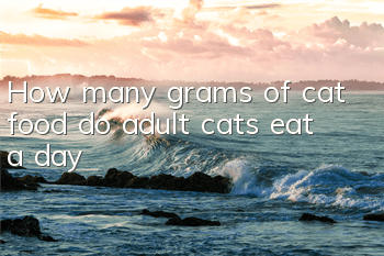 How many grams of cat food do adult cats eat a day?