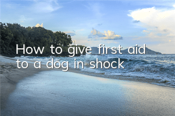 THow to give first aid to a dog in shock
