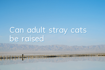 Can adult stray cats be raised?