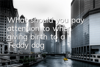 What should you pay attention to when giving birth to a Teddy dog?