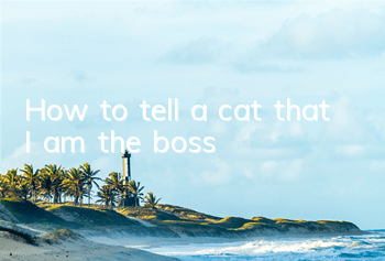 How to tell a cat that I am the boss