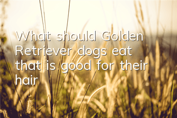 What should Golden Retriever dogs eat that is good for their hair?