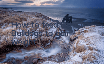 How to feed British Bulldogs to gain weight