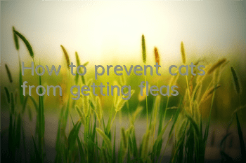 How to prevent cats from getting fleas