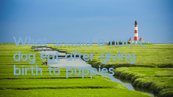 What should a native dog eat after giving birth to puppies?