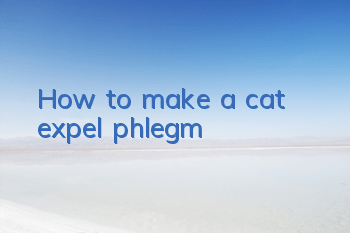 How to make a cat expel phlegm