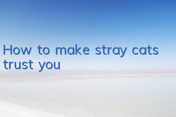 How to make stray cats trust you