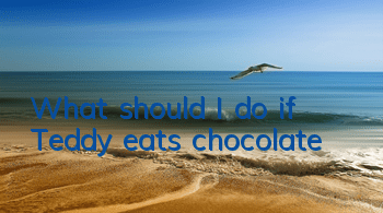 What should I do if Teddy eats chocolate?
