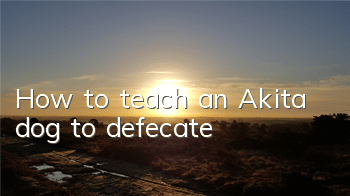 How to teach an Akita dog to defecate