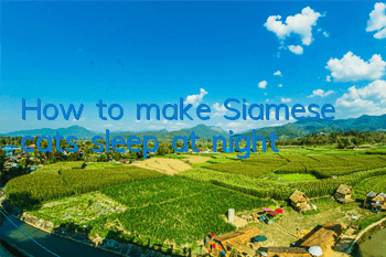 How to make Siamese cats sleep at night