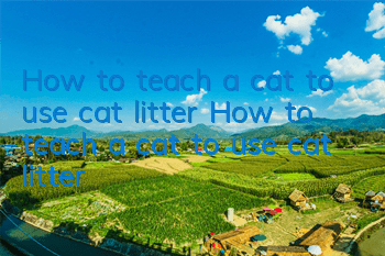 How to teach a cat to use cat litter How to teach a cat to use cat litter