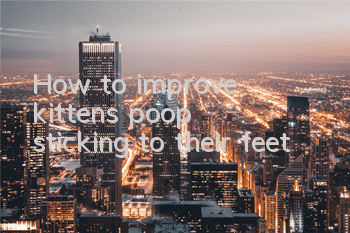 How to improve kittens’ poop sticking to their feet