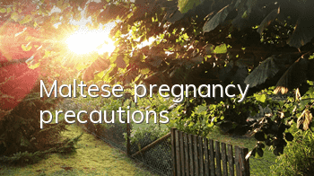 Maltese pregnancy precautions