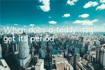 When does a teddy dog ​​get its period?