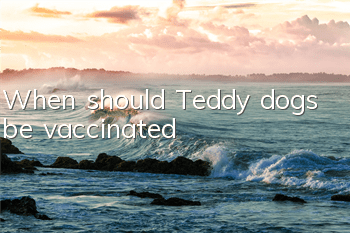 When should Teddy dogs be vaccinated?