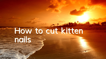 How to cut kitten nails