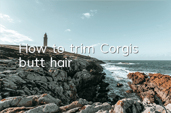 How to trim Corgi’s butt hair