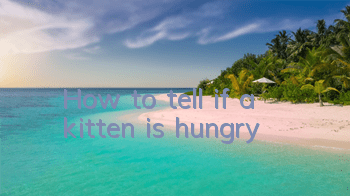How to tell if a kitten is hungry?