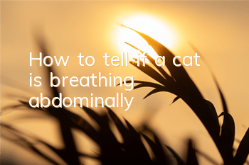 How to tell if a cat is breathing abdominally
