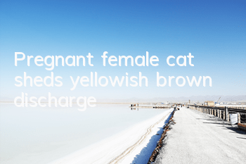 Pregnant female cat sheds yellowish brown discharge