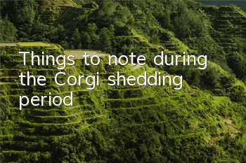 Things to note during the Corgi shedding period