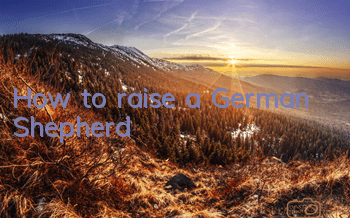 How to raise a German Shepherd