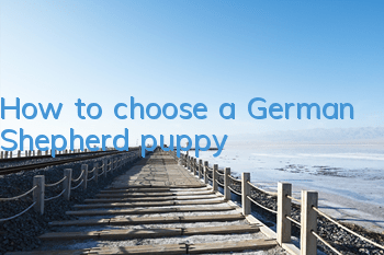 How to choose a German Shepherd puppy