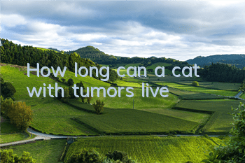 How long can a cat with tumors live?