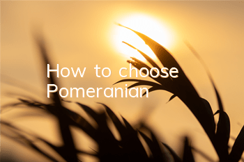 How to choose Pomeranian