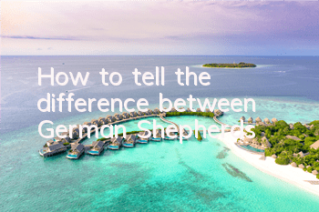 How to tell the difference between German Shepherds