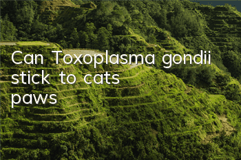 Can Toxoplasma gondii stick to cats' paws?