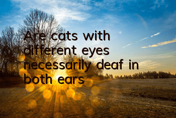 Are cats with different eyes necessarily deaf in both ears?