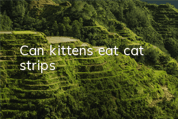 Can kittens eat cat strips?