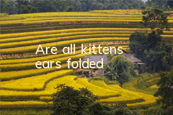 Are all kittens’ ears folded?