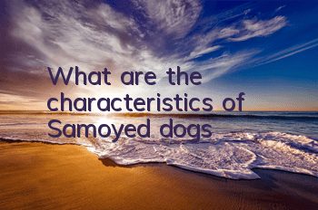 What are the characteristics of Samoyed dogs?
