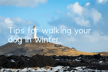 Tips for walking your dog in winter
