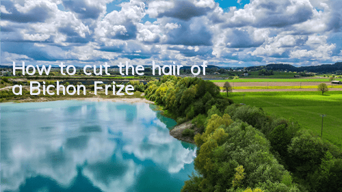 How to cut the hair of a Bichon Frize