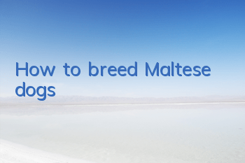How to breed Maltese dogs