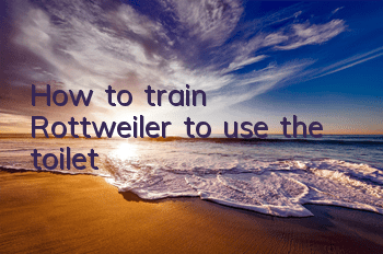 How to train Rottweiler to use the toilet