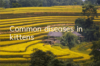 Common diseases in kittens
