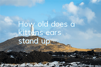 How old does a kitten's ears stand up?