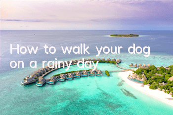 How to walk your dog on a rainy day