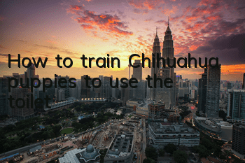 How to train Chihuahua puppies to use the toilet